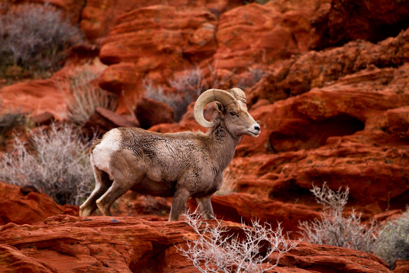 Bighorn On Slickrock